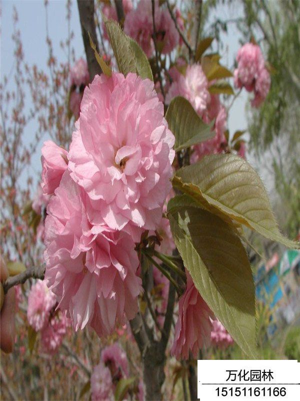 福建山樱花