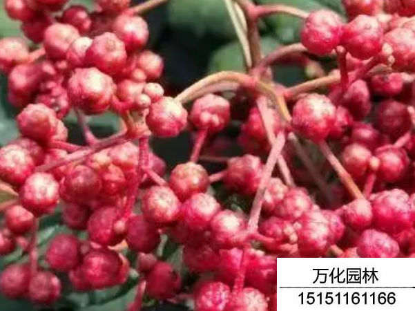 花椒种子