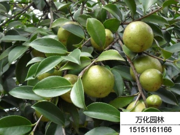 红花油茶种子