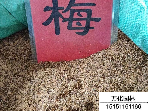 珍珠梅种子