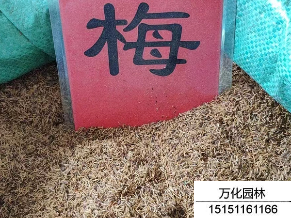 珍珠梅种子