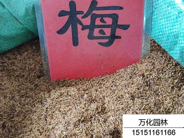 珍珠梅种子