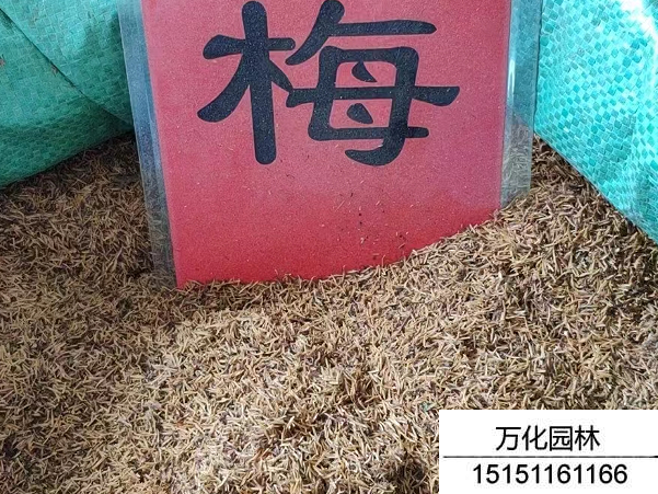 珍珠梅种子