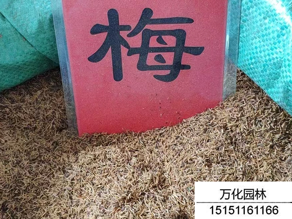 珍珠梅种子