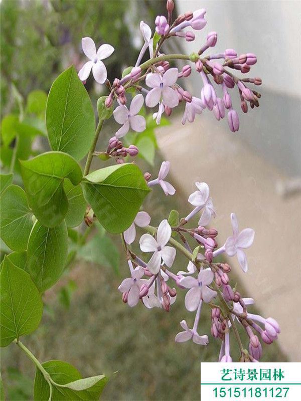 紫丁香苗几年开花