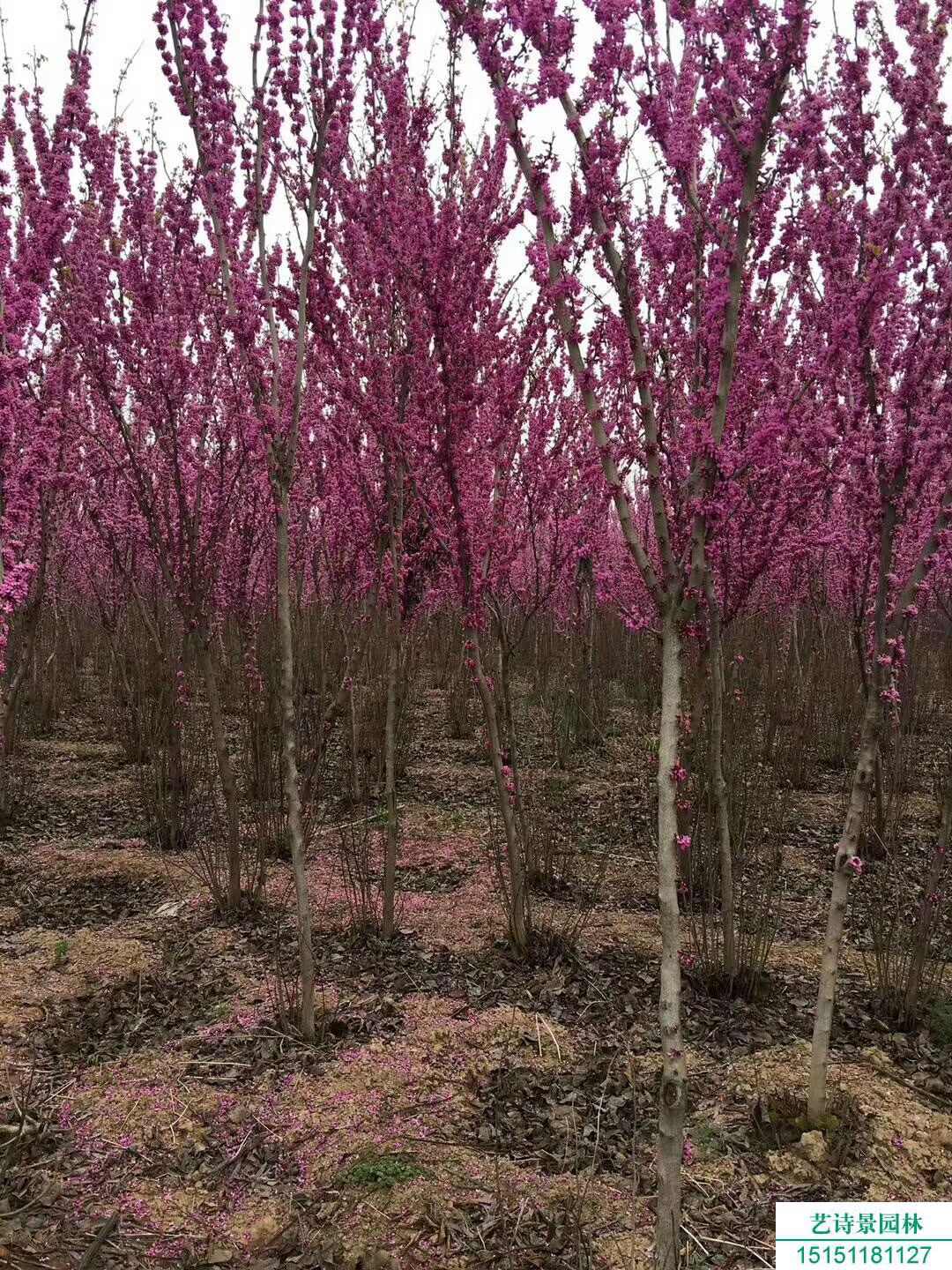如何种植紫荆树