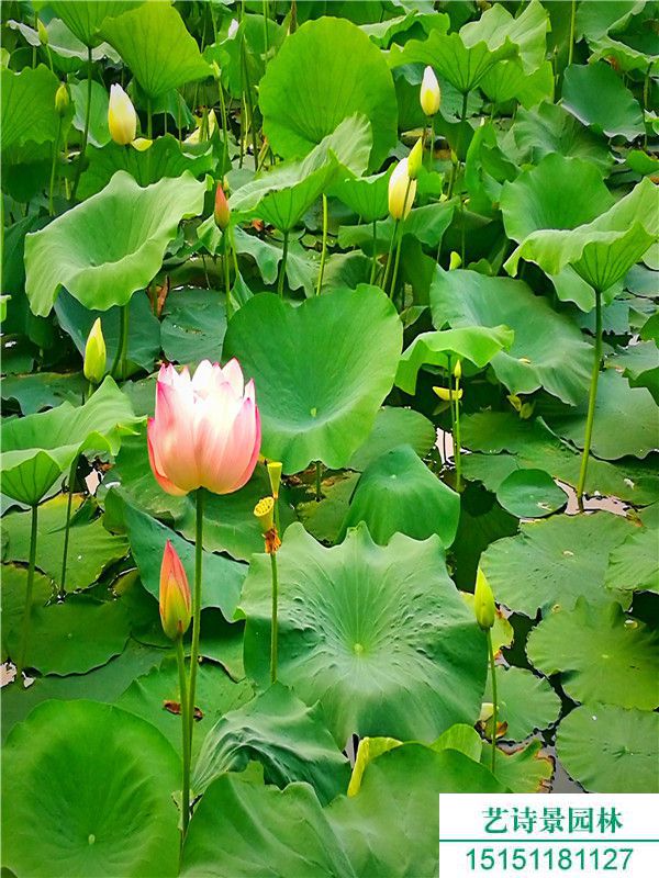 荷花的花语和象征意义是什么