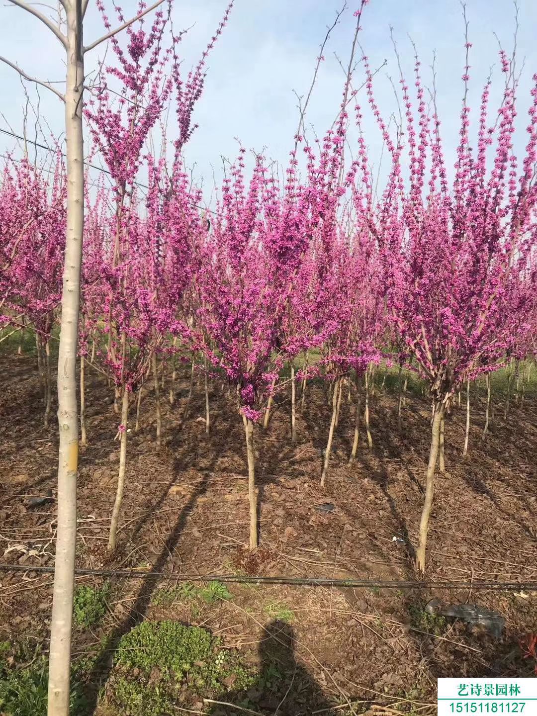 紫荆花花语