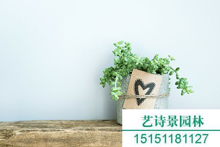 家中摆放植物逇五个风水讲究