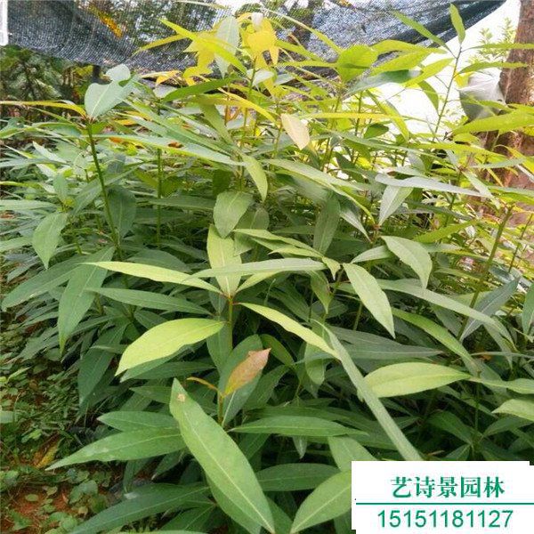 金丝楠木种植条件