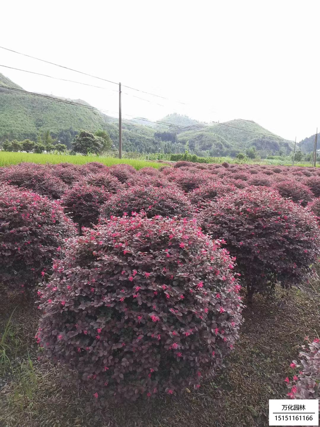 红花继木球