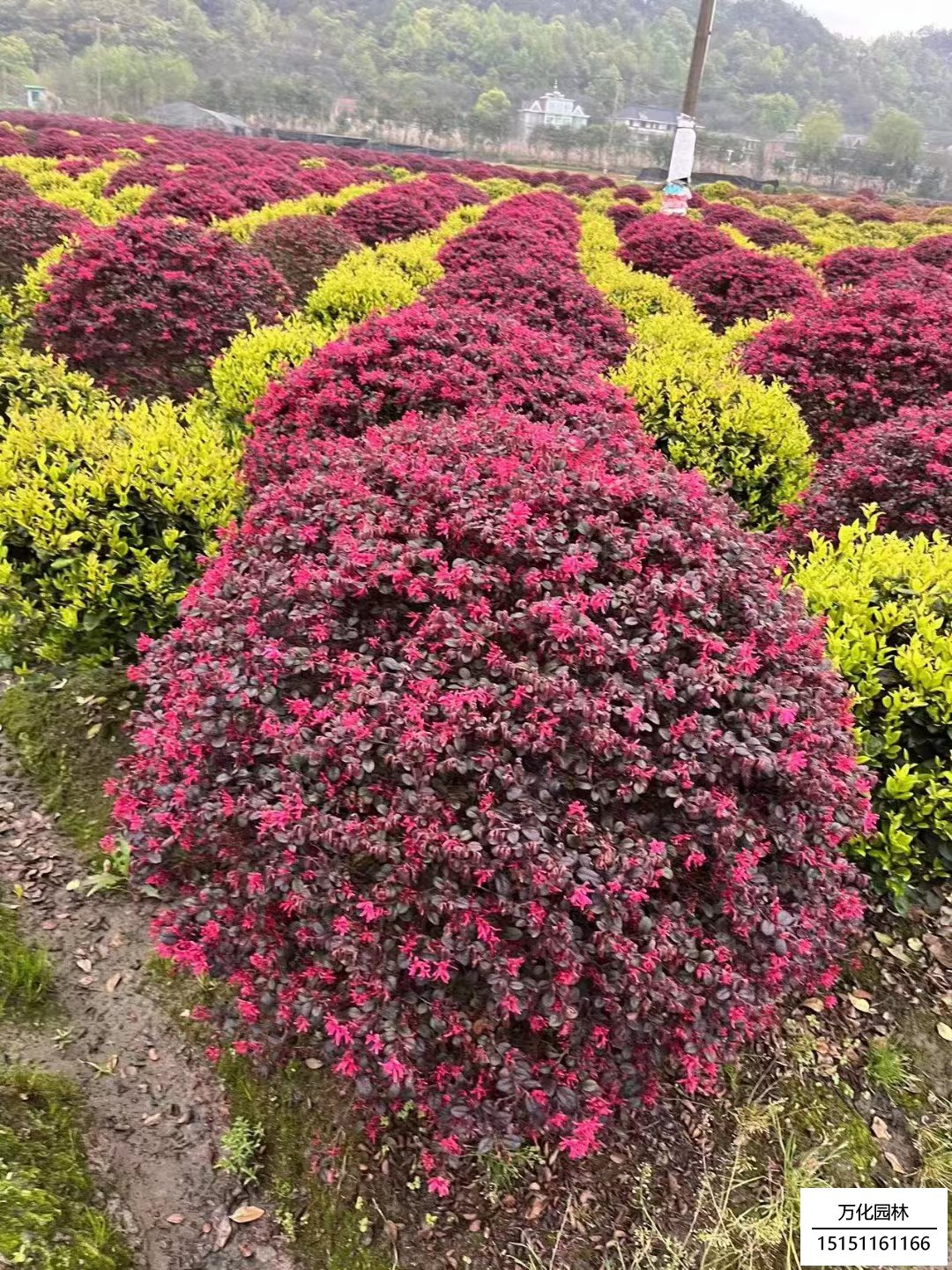 红花继木球