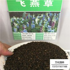 飞燕草种子