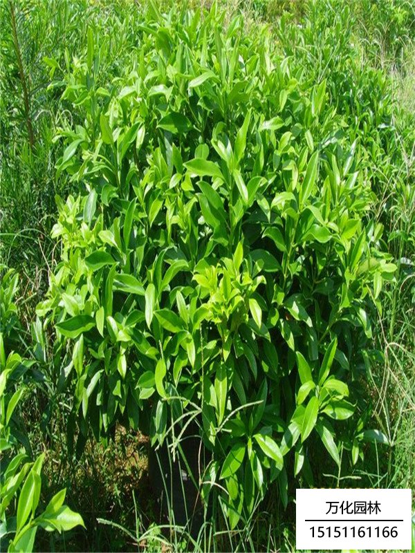 非洲茉莉花