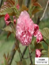 福建山樱花