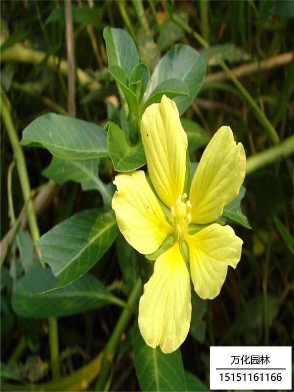 黄花水龙