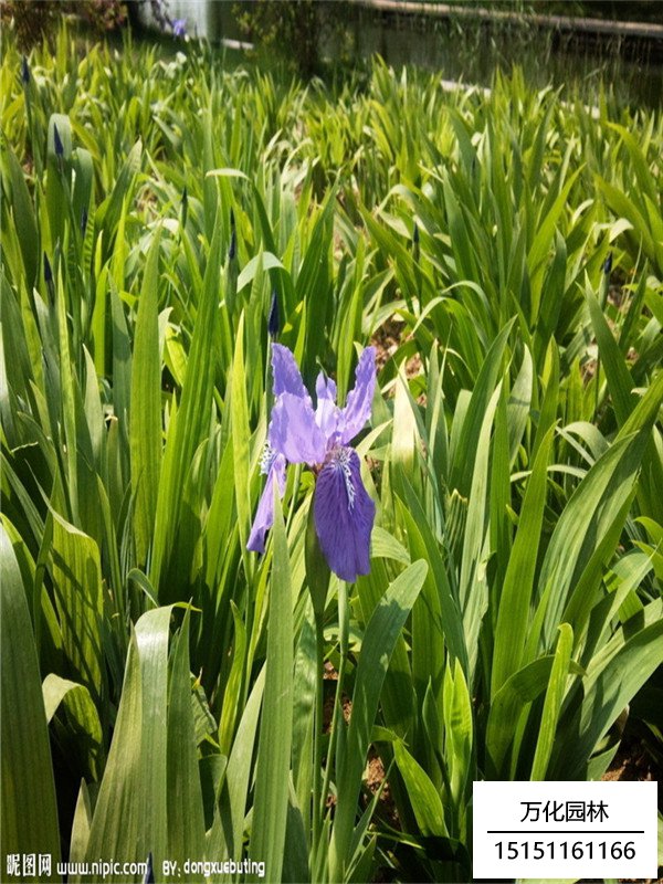 黄花鸢尾