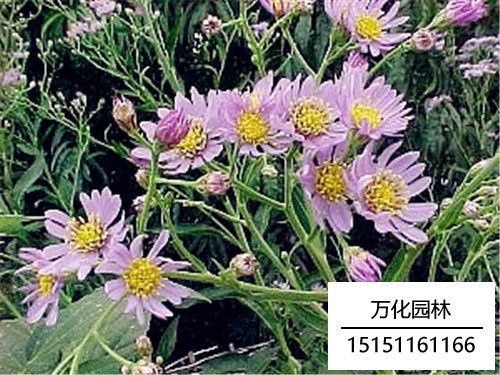 蓝色法利敏花语