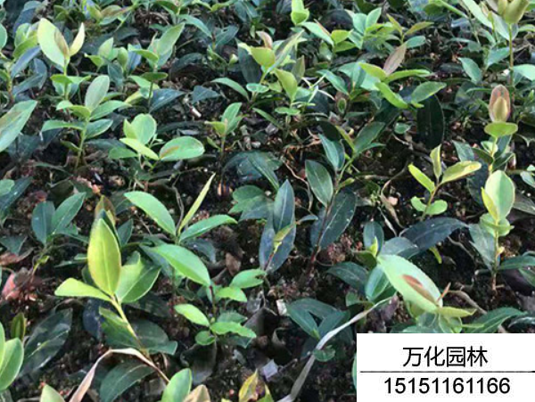 红花油茶种子