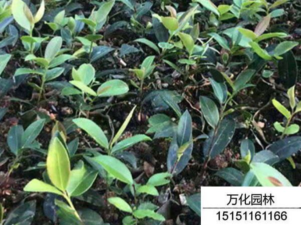 红花油茶种子