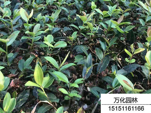 红花油茶种子