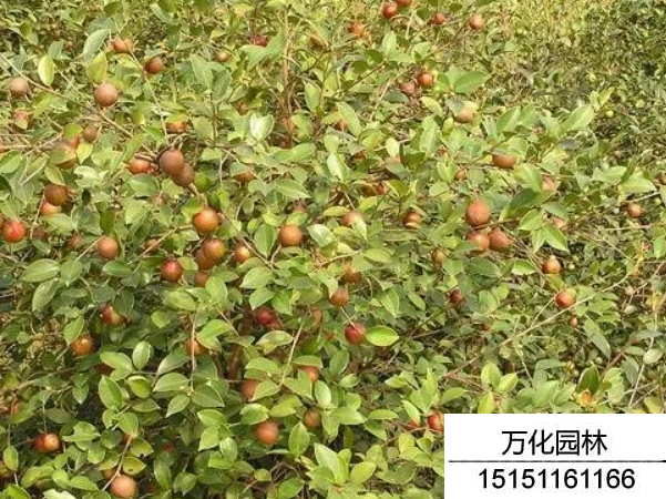 红花油茶种子