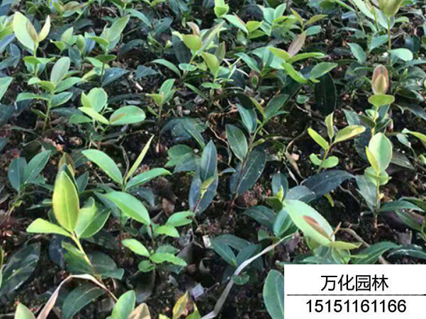 红花油茶种子