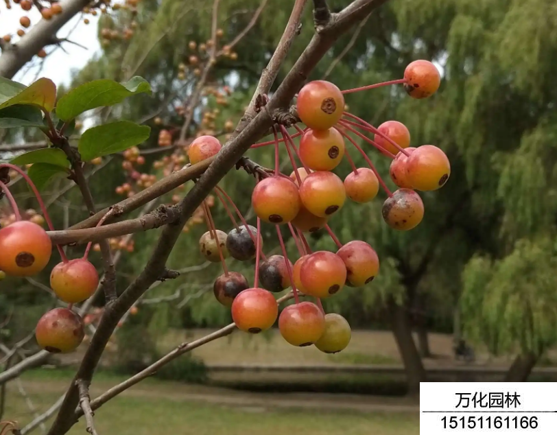 垂丝海棠小苗几年开花结果