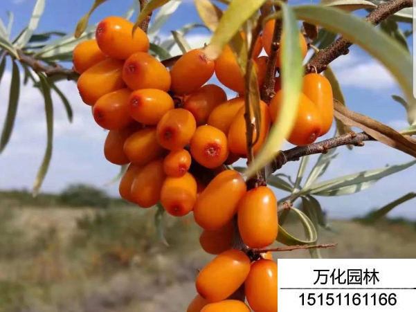 大果沙棘种子可以种植吗