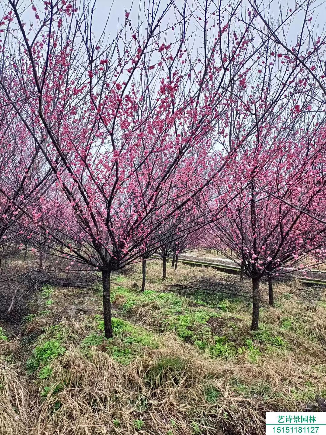 梅花花期是什么时候