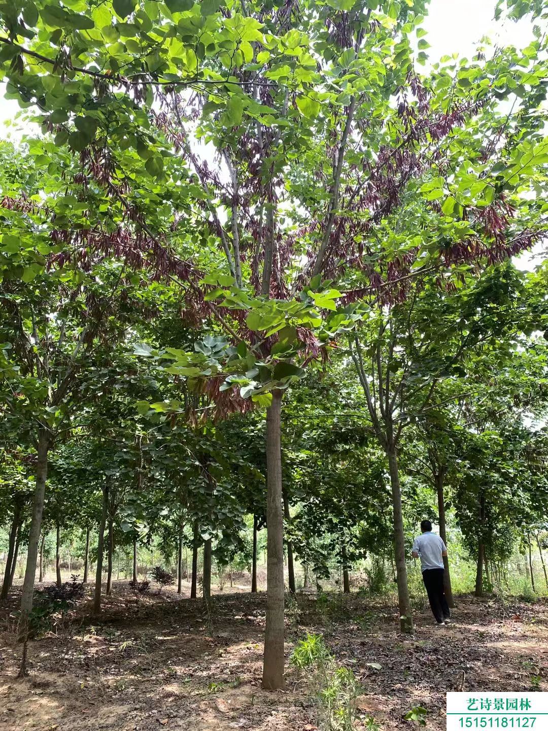 巨紫荆种植基地