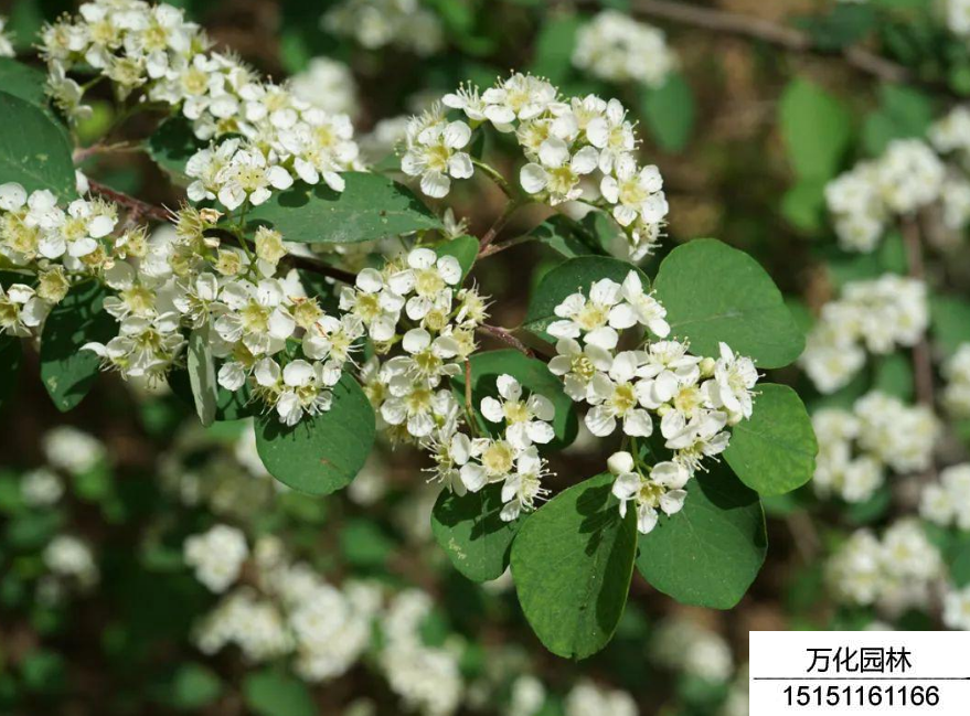 平枝栒子小苗几年开花